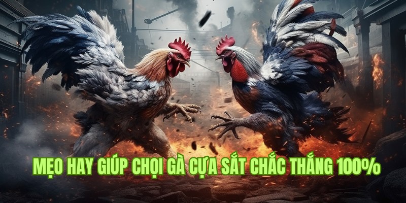 Mẹo hay và chiến thuật giúp bạn cá cược đá gà cựa sắt