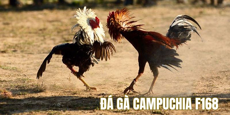 Đá Gà Campuchia F168 - Sân Chơi Chưa Bao Giờ Hạ Nhiệt