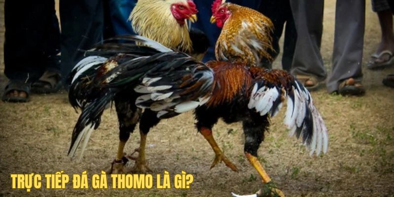 Trực tiếp loại hình đá gà Thomo là gì?